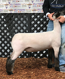 Beam Club Lambs Winners