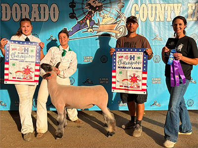 Champion 4-H Market Lamb
El Dorado County Fair