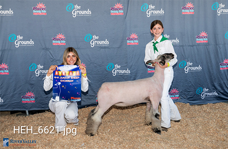 Reserve Champion Replacement Ewe
El Dorado County Fair