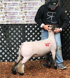 Beam CLub Lambs Winners