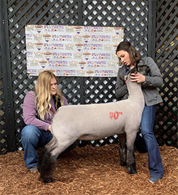 Beam Club Lambs Winners